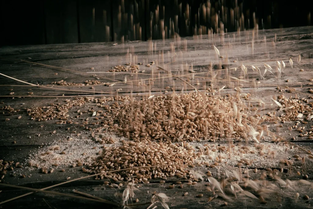 Chicchi di grano che cadono e si ammucchiano su un vecchio tavolo di legno, tra spighe e farina