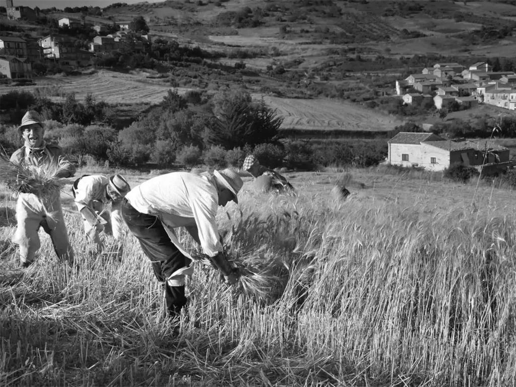 Uomini con il cappello mietono il grano a mano in un campo, uno ride con un fascio di spighe in braccio, con le case del paese sullo sfondo, in bianco e nero
