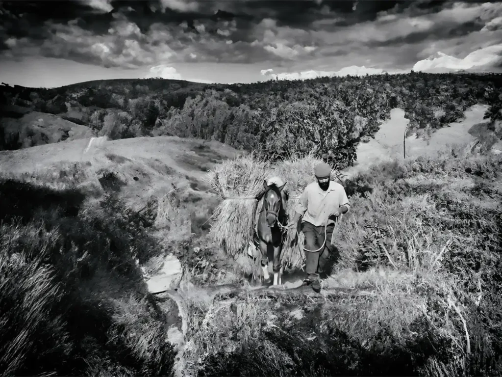 Uomo con barba e coppola guida per un sentiero di campagna un cavallo carico di covoni di grano, sotto un cielo nuvoloso, in bianco e nero